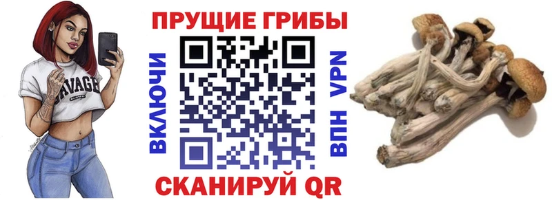 Псилоцибиновые грибы Psilocybine cubensis  купить закладку  Волжский 